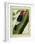 Redheaded Woodpecker-Georges-Louis Buffon-Framed Giclee Print