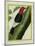 Redheaded Woodpecker-Georges-Louis Buffon-Mounted Giclee Print