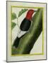 Redheaded Woodpecker-Georges-Louis Buffon-Mounted Giclee Print