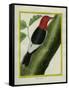 Redheaded Woodpecker-Georges-Louis Buffon-Framed Stretched Canvas