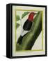 Redheaded Woodpecker-Georges-Louis Buffon-Framed Stretched Canvas