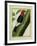 Redheaded Woodpecker-Georges-Louis Buffon-Framed Giclee Print