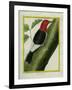 Redheaded Woodpecker-Georges-Louis Buffon-Framed Giclee Print