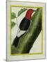 Redheaded Woodpecker-Georges-Louis Buffon-Mounted Giclee Print