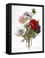 Redoute: Anemone, 1833-Pierre-Joseph Redouté-Framed Stretched Canvas