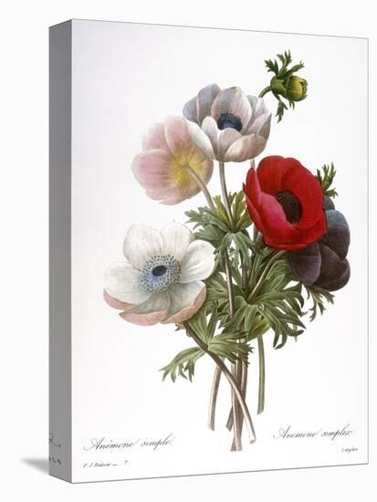 Redoute: Anemone, 1833-Pierre-Joseph Redouté-Stretched Canvas