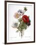 Redoute: Anemone, 1833-Pierre-Joseph Redouté-Framed Giclee Print