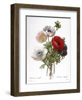 Redoute: Anemone, 1833-Pierre-Joseph Redouté-Framed Giclee Print