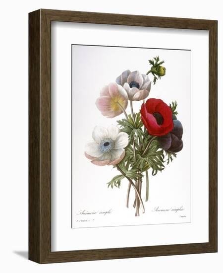 Redoute: Anemone, 1833-Pierre-Joseph Redouté-Framed Giclee Print