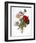 Redoute: Anemone, 1833-Pierre-Joseph Redouté-Framed Giclee Print