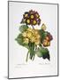 Redoute: Auricula, 1833-Pierre-Joseph Redouté-Mounted Giclee Print