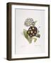 Redoute: Auricula, 1833-Pierre-Joseph Redouté-Framed Giclee Print