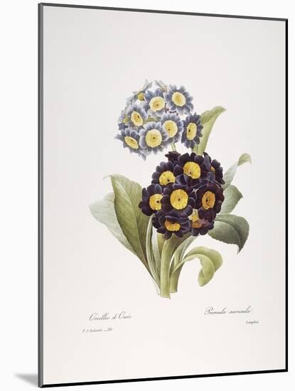 Redoute: Auricula, 1833-Pierre-Joseph Redouté-Mounted Giclee Print