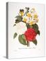 Redoute: Bouquet, 1833-Pierre-Joseph Redouté-Stretched Canvas