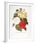 Redoute: Bouquet, 1833-Pierre-Joseph Redouté-Framed Giclee Print