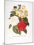 Redoute: Bouquet, 1833-Pierre-Joseph Redouté-Mounted Giclee Print