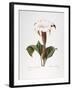 Redoute: Datura, 1833-Pierre-Joseph Redouté-Framed Giclee Print