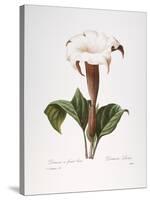 Redoute: Datura, 1833-Pierre-Joseph Redouté-Stretched Canvas