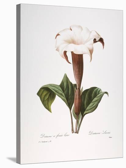 Redoute: Datura, 1833-Pierre-Joseph Redouté-Stretched Canvas