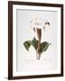 Redoute: Datura, 1833-Pierre-Joseph Redouté-Framed Giclee Print