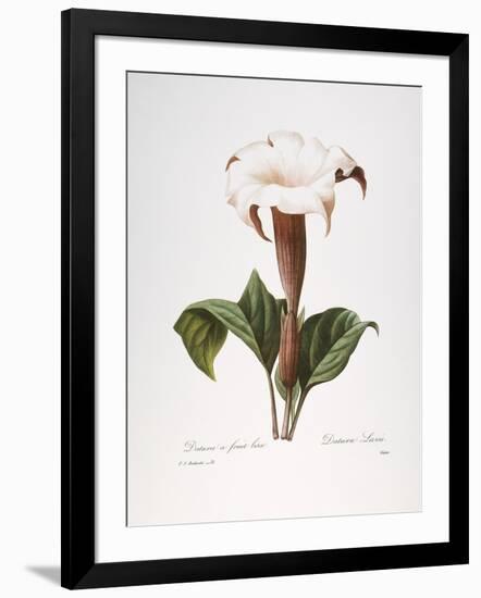 Redoute: Datura, 1833-Pierre-Joseph Redouté-Framed Giclee Print