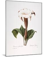 Redoute: Datura, 1833-Pierre-Joseph Redouté-Mounted Giclee Print