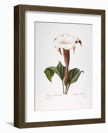 Redoute: Datura, 1833-Pierre-Joseph Redouté-Framed Giclee Print