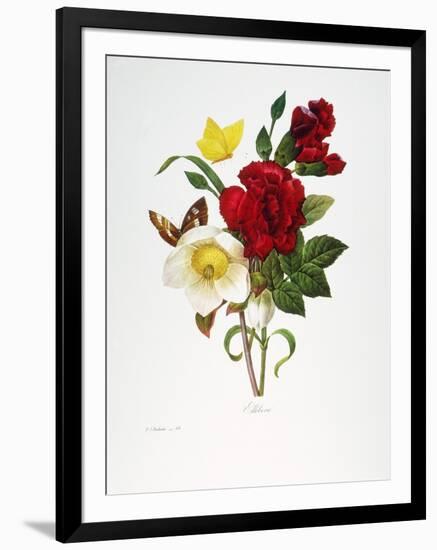 Redoute: Hellebore, 1833-Pierre-Joseph Redouté-Framed Giclee Print