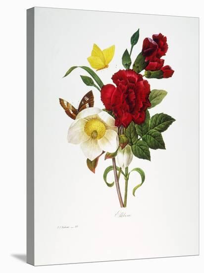 Redoute: Hellebore, 1833-Pierre-Joseph Redouté-Stretched Canvas