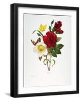 Redoute: Hellebore, 1833-Pierre-Joseph Redouté-Framed Giclee Print