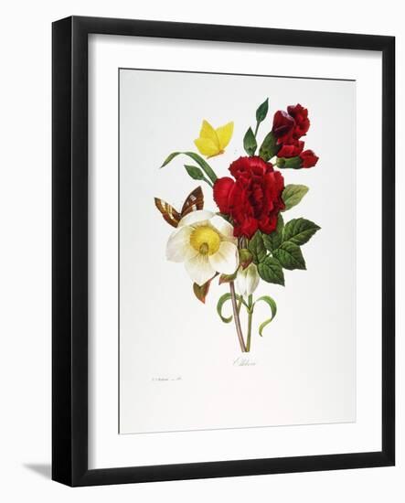 Redoute: Hellebore, 1833-Pierre-Joseph Redouté-Framed Giclee Print