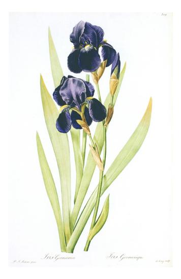 'Redoute Iris Germanica' Prints - Pierre-Joseph Redouté | AllPosters.com