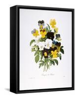 Redoute: Pansy, 1833-Pierre-Joseph Redouté-Framed Stretched Canvas