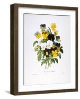 Redoute: Pansy, 1833-Pierre-Joseph Redouté-Framed Giclee Print