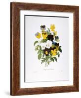 Redoute: Pansy, 1833-Pierre-Joseph Redouté-Framed Giclee Print