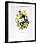 Redoute: Pansy, 1833-Pierre-Joseph Redouté-Framed Giclee Print