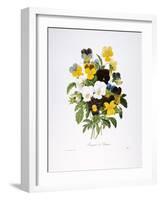 Redoute: Pansy, 1833-Pierre-Joseph Redouté-Framed Giclee Print