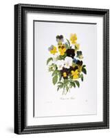 Redoute: Pansy, 1833-Pierre-Joseph Redouté-Framed Giclee Print