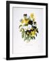 Redoute: Pansy, 1833-Pierre-Joseph Redouté-Framed Giclee Print