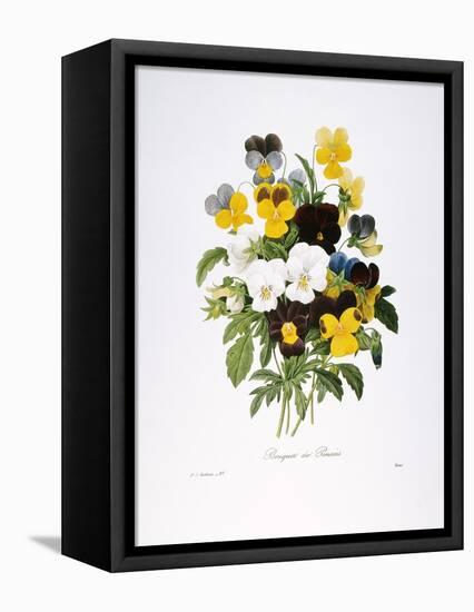 Redoute: Pansy, 1833-Pierre-Joseph Redouté-Framed Stretched Canvas