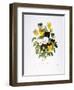 Redoute: Pansy, 1833-Pierre-Joseph Redouté-Framed Giclee Print