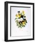 Redoute: Pansy, 1833-Pierre-Joseph Redouté-Framed Giclee Print