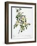 Redoute's Rose with Glaucous Leaves-Pierre Joseph Redoute-Framed Giclee Print
