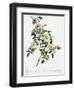 Redoute's Rose with Glaucous Leaves-Pierre Joseph Redoute-Framed Giclee Print