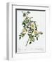 Redoute's Rose with Glaucous Leaves-Pierre Joseph Redoute-Framed Giclee Print