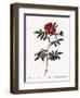 Redoute's Rose with Red Stems and Prickles-Pierre Joseph Redoute-Framed Giclee Print