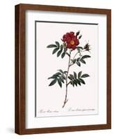 Redoute's Rose with Red Stems and Prickles-Pierre Joseph Redoute-Framed Giclee Print