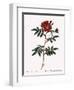 Redoute's Rose with Red Stems and Prickles-Pierre Joseph Redoute-Framed Giclee Print