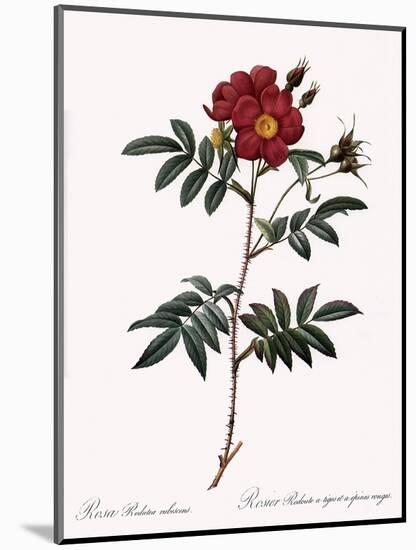 Redoute's Rose with Red Stems and Prickles-Pierre Joseph Redoute-Mounted Giclee Print