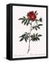 Redoute's Rose with Red Stems and Prickles-Pierre Joseph Redoute-Framed Stretched Canvas